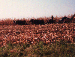 Amish Plow Horse Team